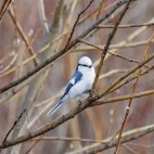 Azure tit in Belarus