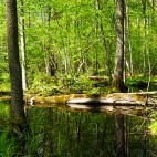 Belovezhskaya Pushcha National Park, Belarus