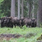 Bison in Belarus.