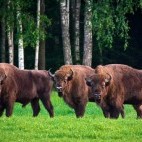 Bison in Belovezhskaya Pushcha National Park, Belarus