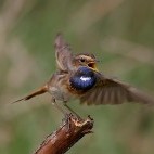 Bluethroat in Belarus.