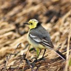 Citrine wagtail in Belarus.