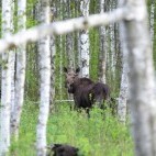 Elk in birch forest