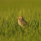 Great snipe in Belarus.