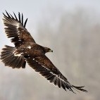 Greater spotted eagle in Belarus.