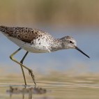 Marsh sandpiper in Belarus.