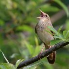 River warbler in Belarus