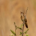 Savi's warbler in Belarus