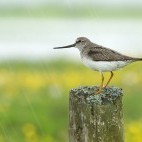 Terek sandpiper in Belarus