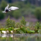 Whiskered tern in Belarus.
