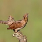 Wryneck in Belarus