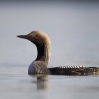 Black-throated diver