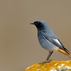 Black redstart