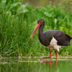 Black stork