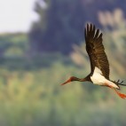 Black stork in flight