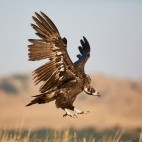 Black vulture in Spain