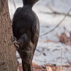 Black woodpecker