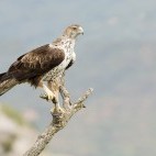 Bonelli's eagle