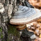 Bracket fungus
