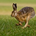 Brown hare