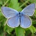 Amanda's blue in Bulgaria.