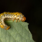 Azalea argid sawfly caterpillar in Bulgaria.