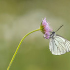 Black-veined white butterfly in Bulgaria.