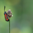 Burnet moth in Bulgaria.