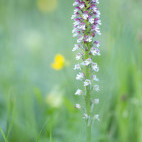 Burnt tip orchid in Bulgaria.