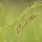 Conehead mantis in Bulgaria.