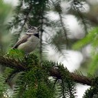 Crested tit in Bulgaria.