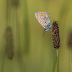 Eastern batton blue in Bulgaria.