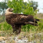 Eastern imperial eagle in Bulgaria.