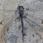 Epallage fatime odalisque in Bulgaria.