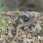 Erhand's wall lizard in Bulgaria.