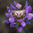 Flower crab spider in Bulgaria.
