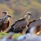 Griffon vulture in Bulgaria.