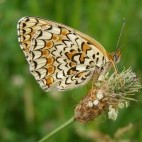 Knapweed fritillary in Bulgaria.