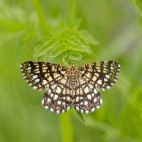 Latticed heath moth in Bulgaria.