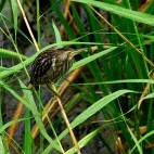 Little bittern in Bulgaria.
