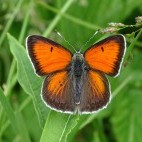 Balkan copper in Bulgaria.