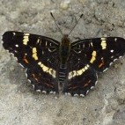Map butterfly in Bulgaria.