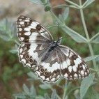 Balkan marbled white in Bulgaria.
