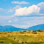 Melnik vineyards in Pirin mountain, Bulgaria