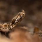 Nose-horned viper in Bulgaria.