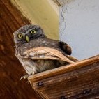 Pygmy owl in Bulgaria.