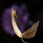 Plant bug nymph in Bulgaria.