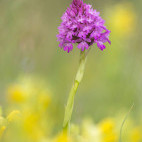Pyramidal orchid in Bulgaria.