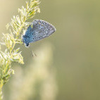 Amanda's blue butterfly in Bulgaria.