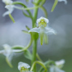 Amanda's butterfly orchid in Bulgaria.